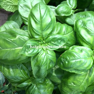 200H - HẠT GIỐNG HÚNG TÂY BASIL Ý