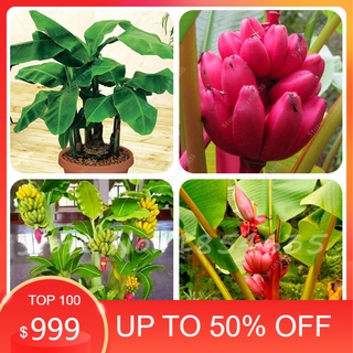 Cây chuối cảnh siêu lùn mini, cây đẹp, giống chuẩn