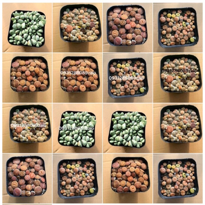 câ sen đá,thạch lan lipthop