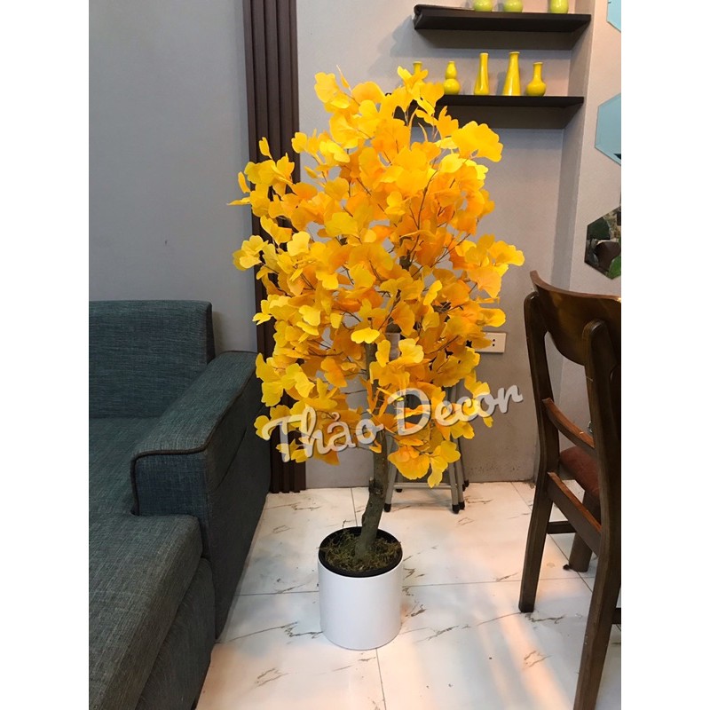 Cây ngân hạnh lá vàng