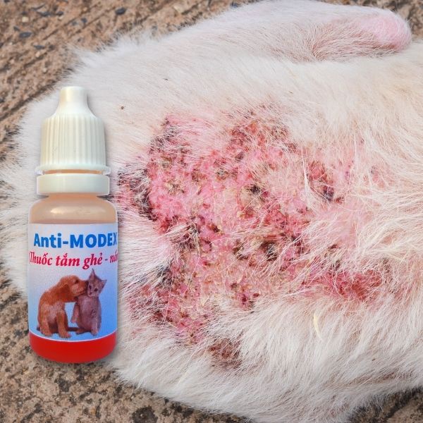 Thuốc tắm nấm, ghẻ, viêm da chó mèo Anti-MODEX chai 10ml
