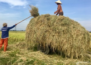 Rơm rạ khô 500g