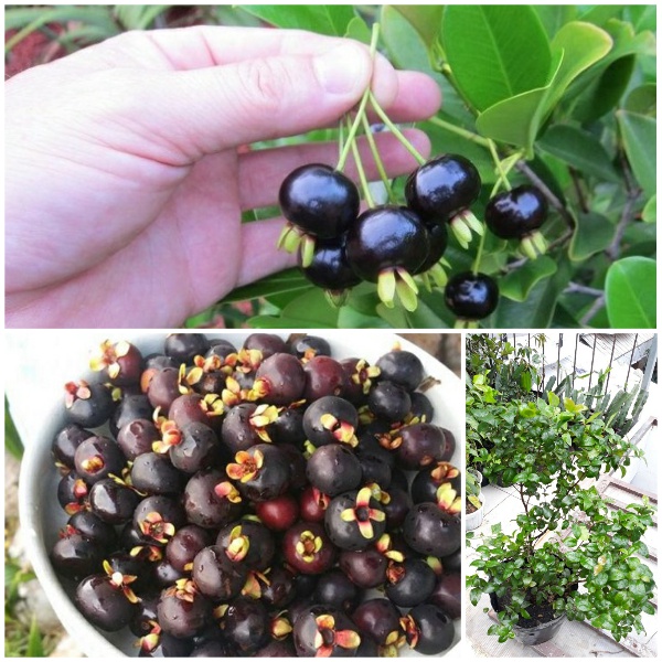 Cây giống Cherry Brazil nhiệt đới Cherry anh đào chiều cao 50cm - 80cm dễ trồng dễ chăm sóc thích hợp khí hậu Việt Nam