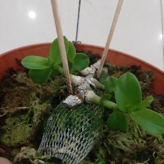 Phi Điệp Phú Thọ