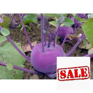 Gói 100 hạt hạt giống xu hào tím sale