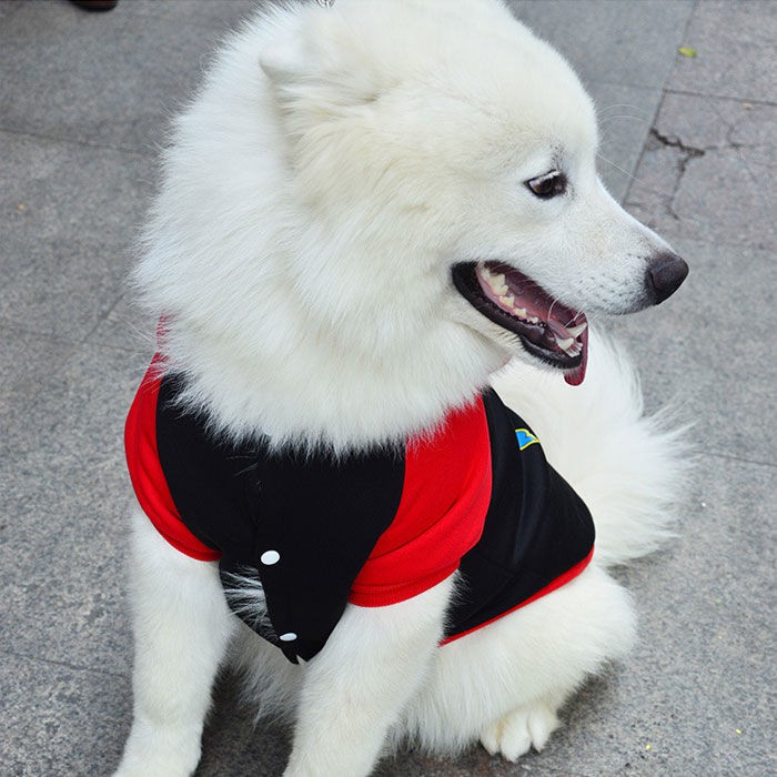 Quần áo cho chó săn lông cừu Samoyed vàng lớn cưng Teddy vừa và thu đông