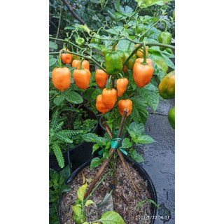 phân bón hữu cơ