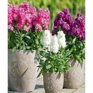 HẠT GIỐNG HOA HOÀNG ANH MIX
