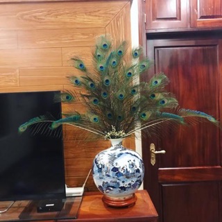 lông công - lông rìa 80cm loại 1