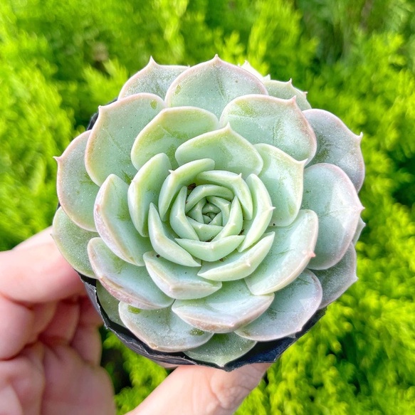 Sen đá ngọc bích 5-7cm