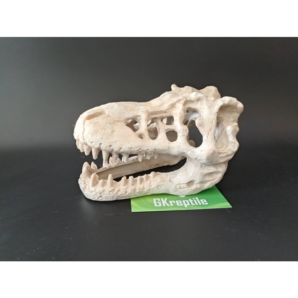 Mô hình trang trí sọ khủng long cho chuồng nuôi