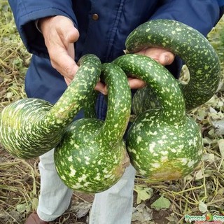 Hạt Giống Bầu Thiên Nga
