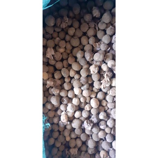 50 gram hạt giống cây giá tỵ