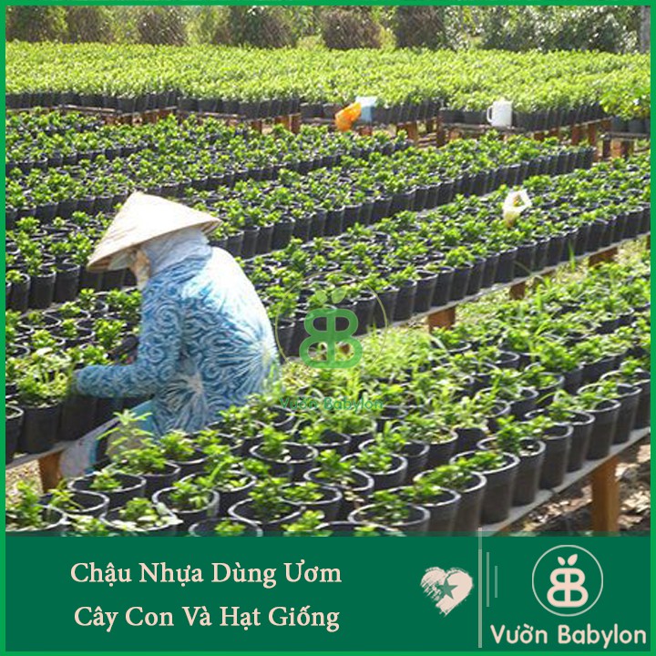 Chậu Nhựa C6 Chuyên Dùng Cho Ươm Cây Con