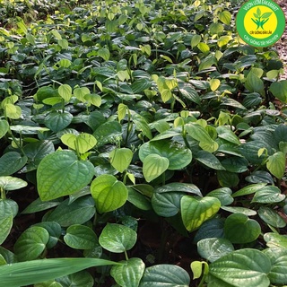 Tiêu giống ăn hạt (tiêu ác vĩnh linh)