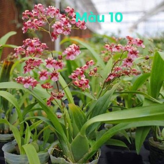 Lan vũ nữ Peru 10 cây đủ màu