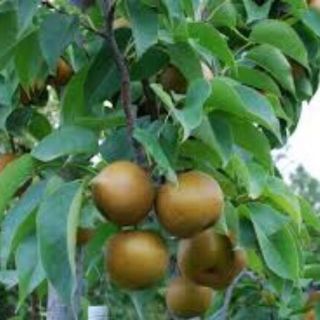 CÂY LÊ NÂU HÀN QUỐC(MẮC CỌP)
