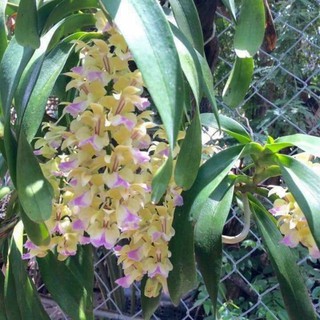 1 BÓ LAN TAM BẢO SẮC chuẩn hàng rừng HOA THƠM