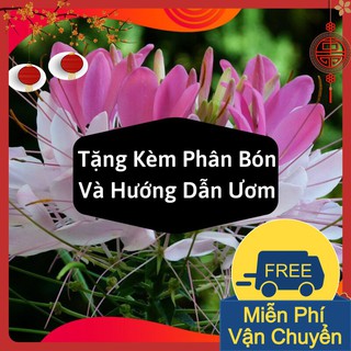 Hạt Giống Hoa Hồng Ri ( Túy Điệp )