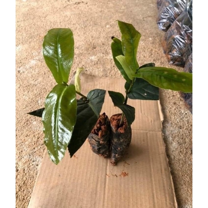 Cây giống hoa bạch hải đường