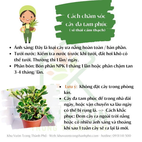 CÂY ĐA TAM PHÚC ( Hàng để bàn, giá chưa bao gồm chậu sứ)