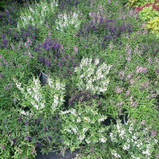 CHẬU HOA VIOLET NHẬT