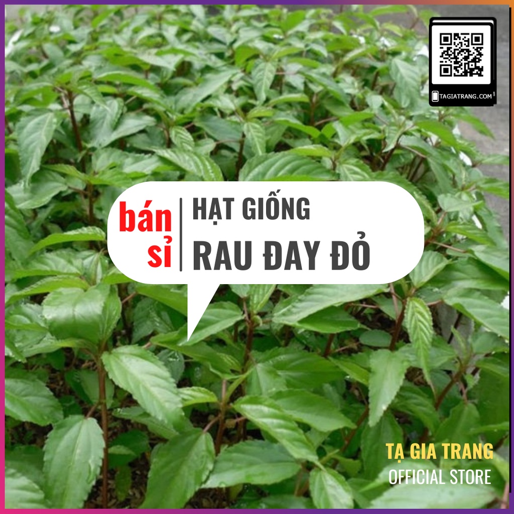 [Bán sỉ] - Hạt giống rau đay đỏ