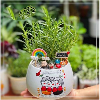 Hương thảo cùng chậu men hình ngẫu nhiên