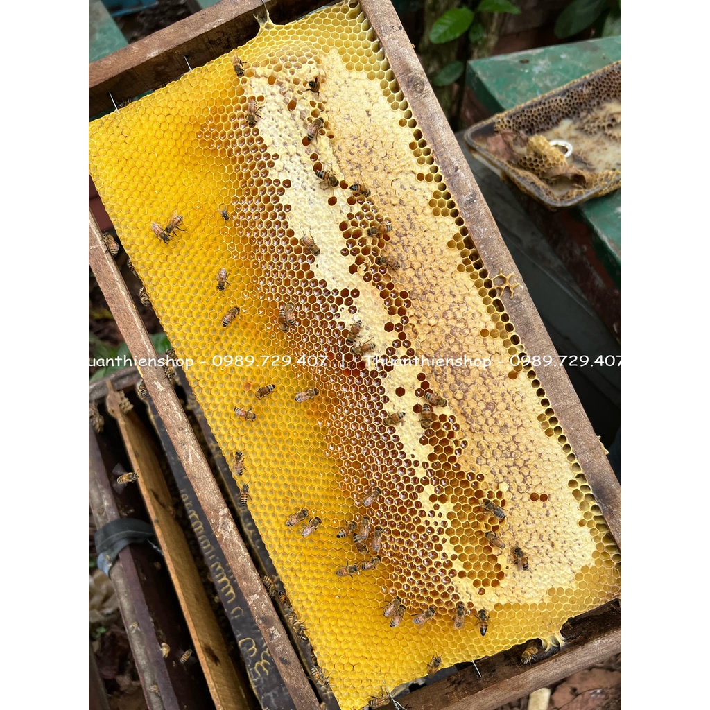 Cao Tinh Nghệ Sữa Ong Chúa Thuận Thiên - Hũ 100gram