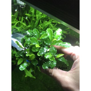 Bucep - Cây Thủy Sinh Giá Thể