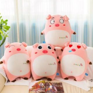 Gấu kèm chăn heo cảm xúc