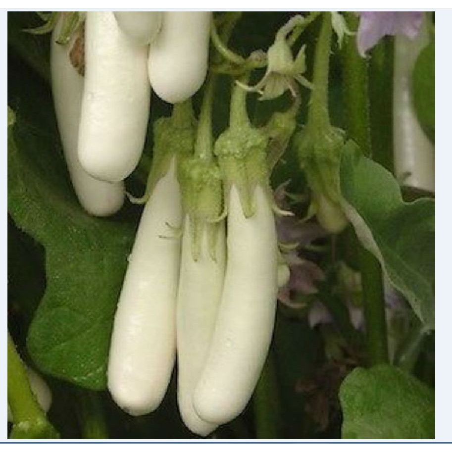 Hạt giống cà trắng dài lai gói 0,5gram