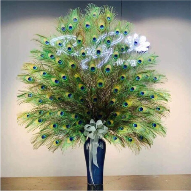 30 Lông công 95-100cm mắt vừa