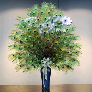 30 lông công 95-100cm mắt vừa