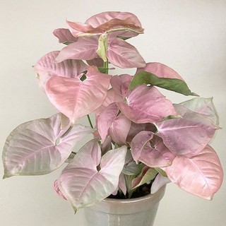 Trầu bà hồng