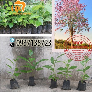 combo 5 cây giống kèn hồng ( cây giống )
