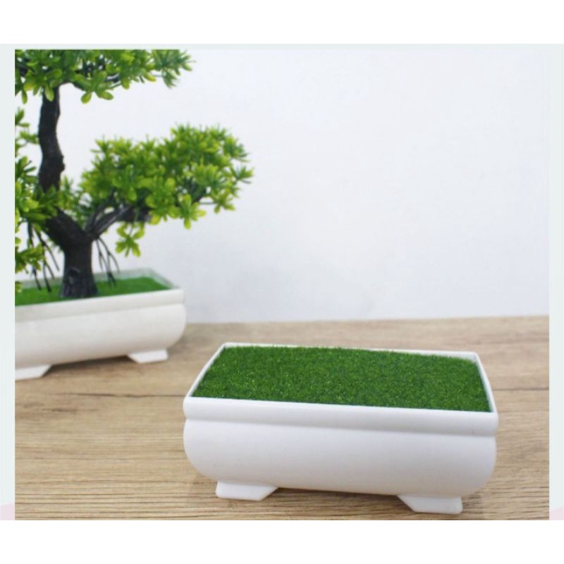 Chậu cây cỏ