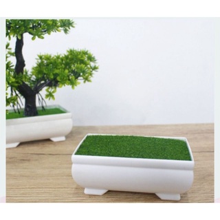 Chậu cây cỏ