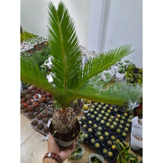 Cây Thiên Tuế Mini ( để bàn )