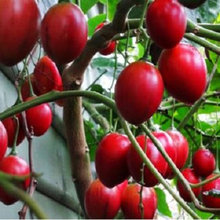 Hạt giống cà chua thân gỗ giá rẻ - ship toàn quốc