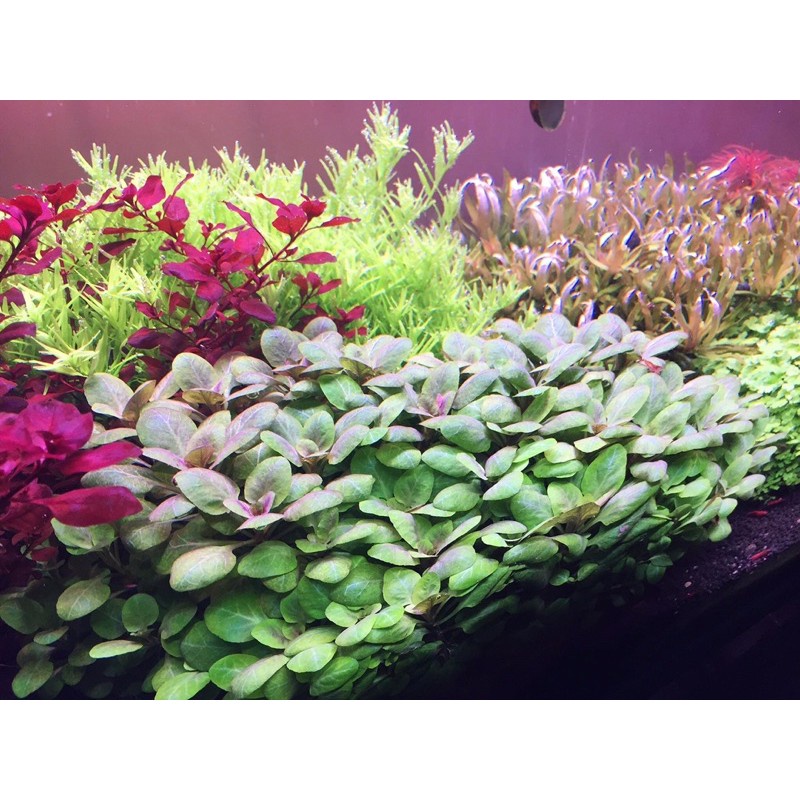 HỒNG BA TIÊU - CÂY CẮT CẮM - CÂY THỦY SINH DỄ TRỒNG TIỀN CẢNH, TRUNG CẢNH CHO HỒ CÁ THỦY SINH