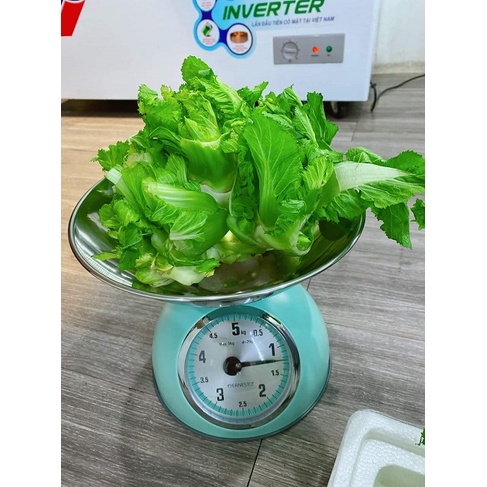 3 Gram ~1000 Hạt Giống Cải Mầm Đá Đặc Sản Sapa