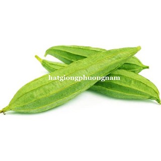 HẠT GIỐNG MƯỚP KHÍA LAI