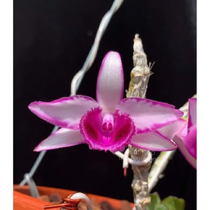 phong lan phi điệp thái nguyên