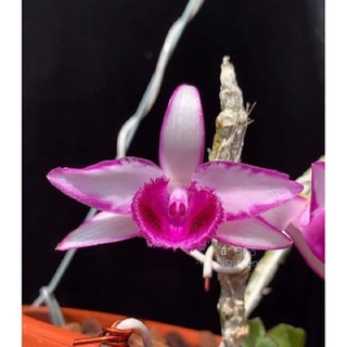 Phong lan phi điệp thái nguyên