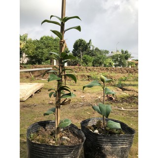 Cây giống trà thâm hồng bát diện- sẵn hoa