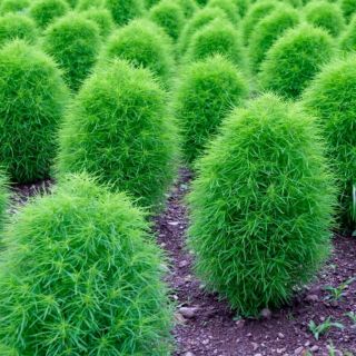 HẠT GIỐNG CỎ ĐỔI MÀU ( KOCHIA) 100 HẠT
