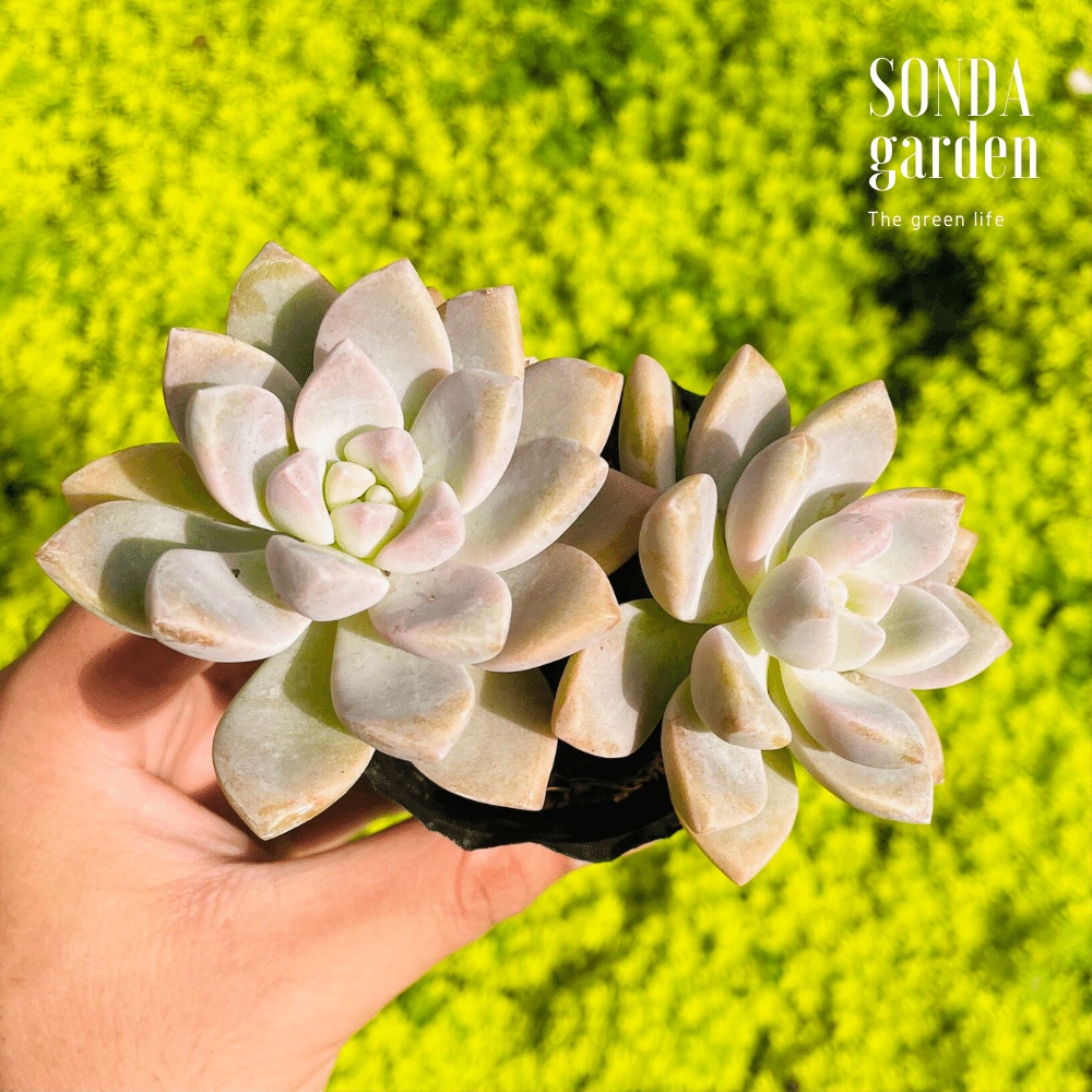 Sen đá pink gem SONDA GARDEN size bé 5-8cm, cây cảnh trang trí nhà cửa, lỗi 1 đổi 1