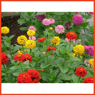 [Hạt giống hoa] Hạt giống hoa Cúc Lá Nhám Nhiều Màu - Mina Shop