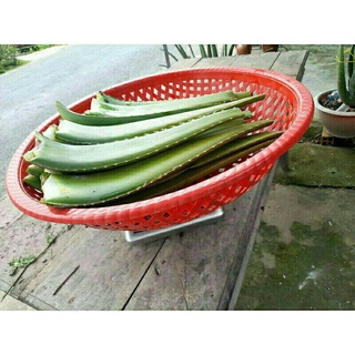 4kg bẹ nha đam tươi (chỉ giao khu vực miền Nam)